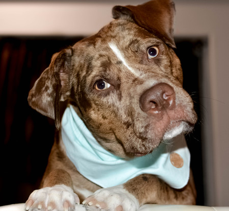 Entry image for Milo. Clicking this image will show a larger photo