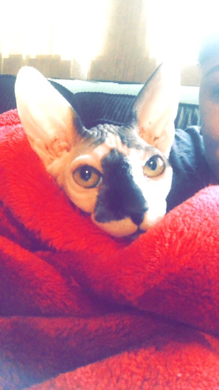 Entry image for Beerus. Clicking this image will show a larger photo