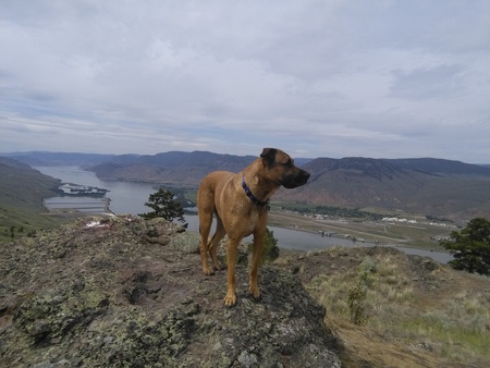 Entry image for Clifford. Clicking this image will show a larger photo