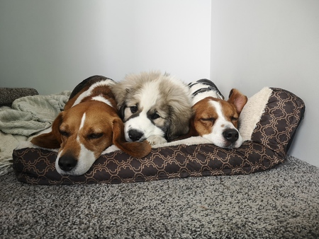 Entry image for Milo, Evah, and Shiloh. Clicking this image will show a larger photo