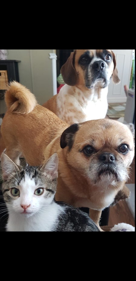 Entry image for Dax,Tbone and Riley. Clicking this image will show a larger photo