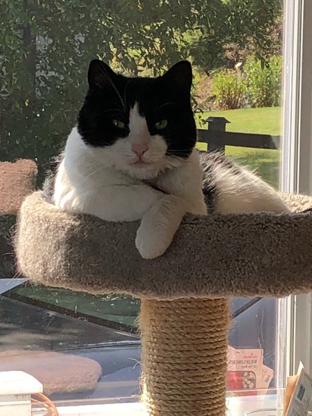 Entry image for Ella Boo. Clicking this image will show a larger photo