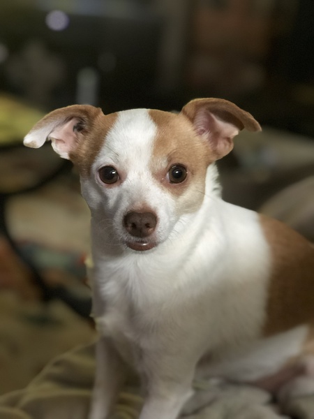 Entry image for Amigo. Clicking this image will show a larger photo