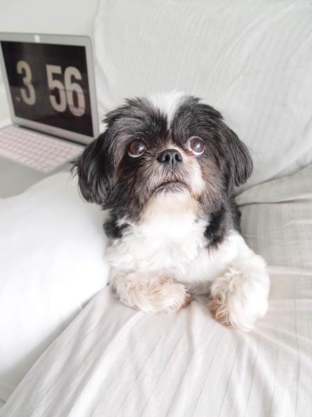 Entry image for Beanie. Clicking this image will show a larger photo