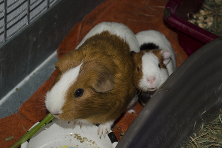 Entry image for Susan and Dorothy. Clicking this image will show a larger photo