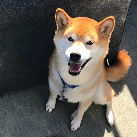 Entry image for Diesel. Clicking this image will show a larger photo