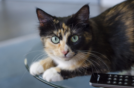 Entry image for Ivy. Clicking this image will show a larger photo