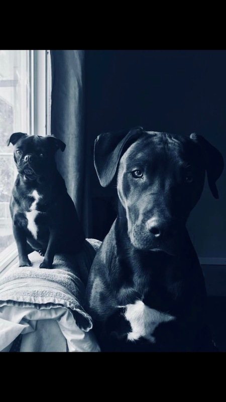 Entry image for Penny and Kane . Clicking this image will show a larger photo