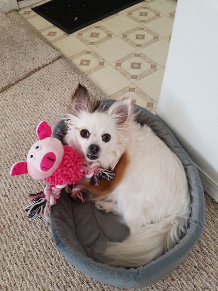 Entry image for Kava. Clicking this image will show a larger photo