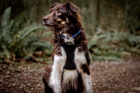 Entry image for Chauncey. Clicking this image will show a larger photo