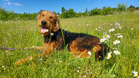 Entry image for Frankie. Clicking this image will show a larger photo