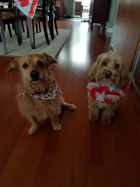 Entry image for Daisy and Eddie. Clicking this image will show a larger photo