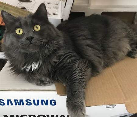 Entry image for Benjamin. Clicking this image will show a larger photo