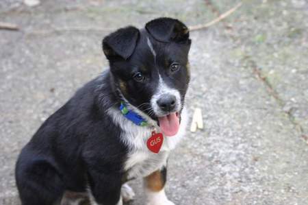 Entry image for Gus. Clicking this image will show a larger photo