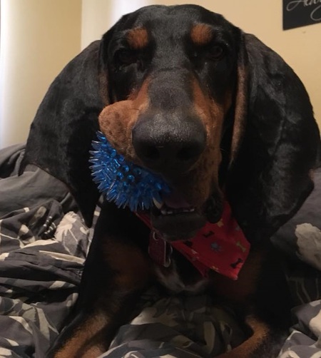 Entry image for Beerus. Clicking this image will show a larger photo