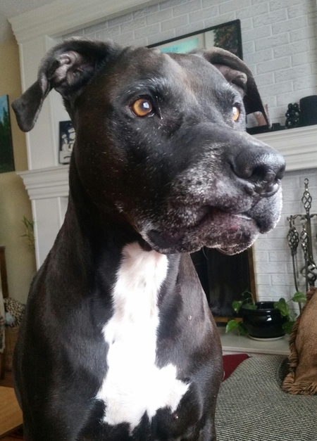 Entry image for Bru. Clicking this image will show a larger photo