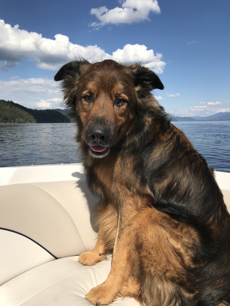 Entry image for Bailey. Clicking this image will show a larger photo