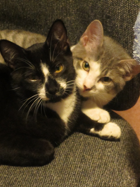 Entry image for Bailey & Mr. Hobbs. Clicking this image will show a larger photo