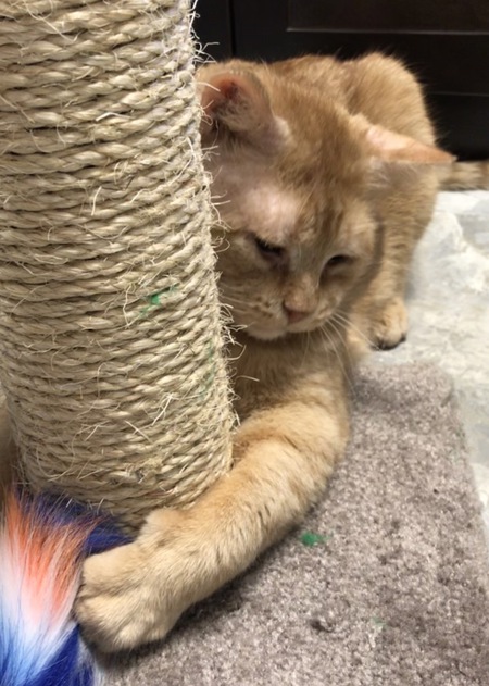 Entry image for Casey. Clicking this image will show a larger photo