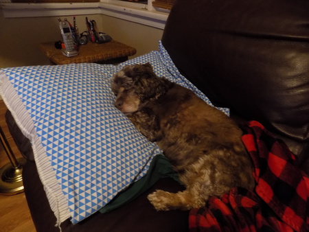 Entry image for Bella. Clicking this image will show a larger photo