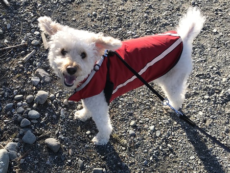 Entry image for Finley. Clicking this image will show a larger photo