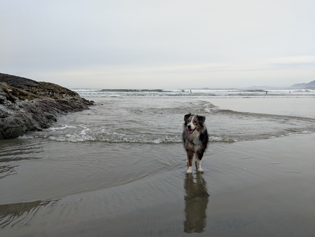 Entry image for Cooper. Clicking this image will show a larger photo