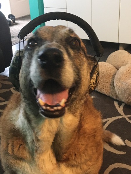 Entry image for Samson. Clicking this image will show a larger photo