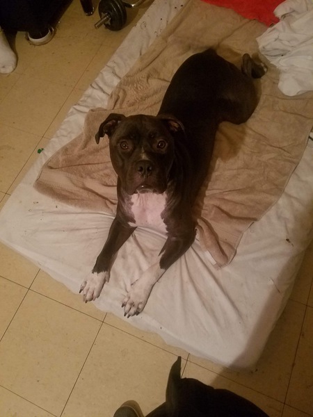 Entry image for Cujo . Clicking this image will show a larger photo