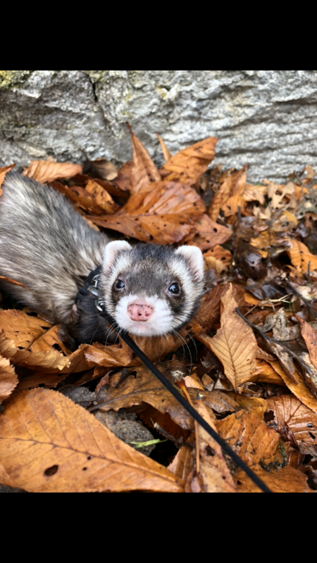 Entry image for Simon. Clicking this image will show a larger photo