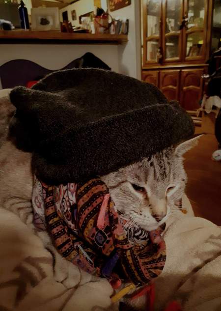 Entry image for Frankie. Clicking this image will show a larger photo