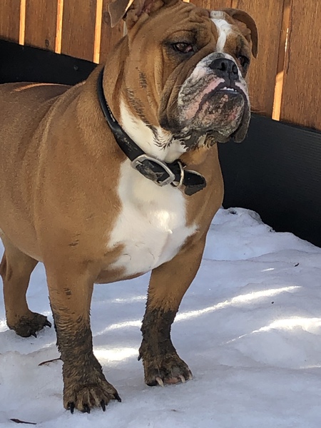 Entry image for Miss Meya. Clicking this image will show a larger photo