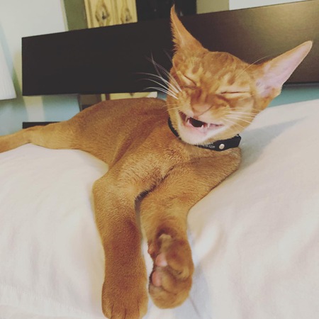 Entry image for Phynix . Clicking this image will show a larger photo