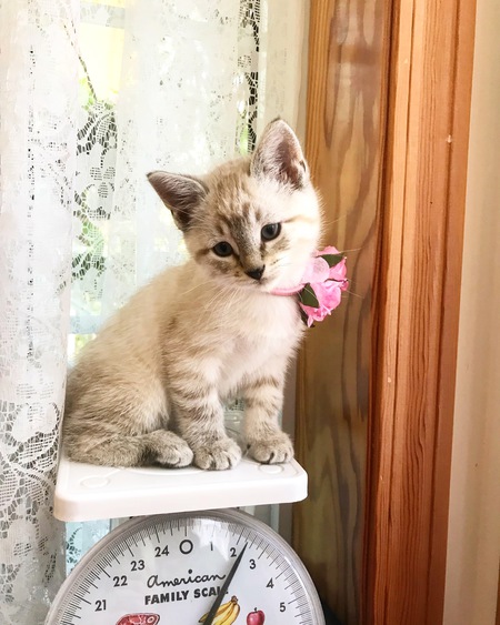 Entry image for Pepper. Clicking this image will show a larger photo