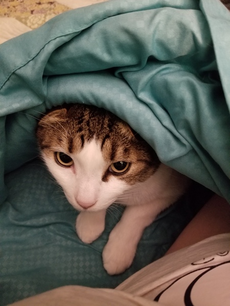 Entry image for Milo. Clicking this image will show a larger photo