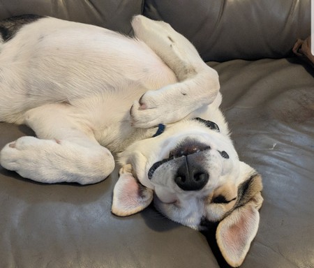 Entry image for Petey. Clicking this image will show a larger photo