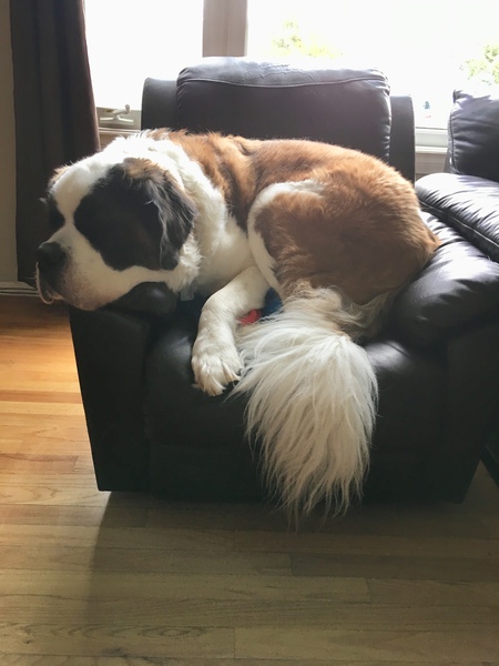 Entry image for Cooper. Clicking this image will show a larger photo