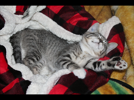 Entry image for Mittens. Clicking this image will show a larger photo