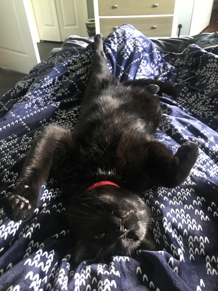 Entry image for Pax. Clicking this image will show a larger photo