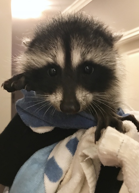 Entry image for Raccoon Baby B. Clicking this image will show a larger photo