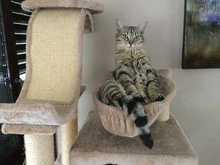 Entry image for Bagels . Clicking this image will show a larger photo