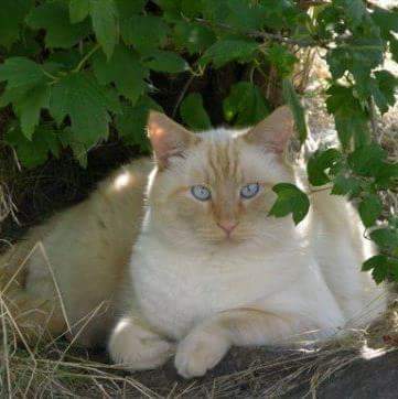 Entry image for Mr. Wiggles. Clicking this image will show a larger photo