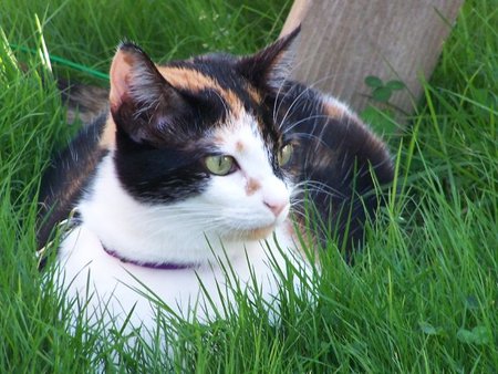 Entry image for Chicklet. Clicking this image will show a larger photo