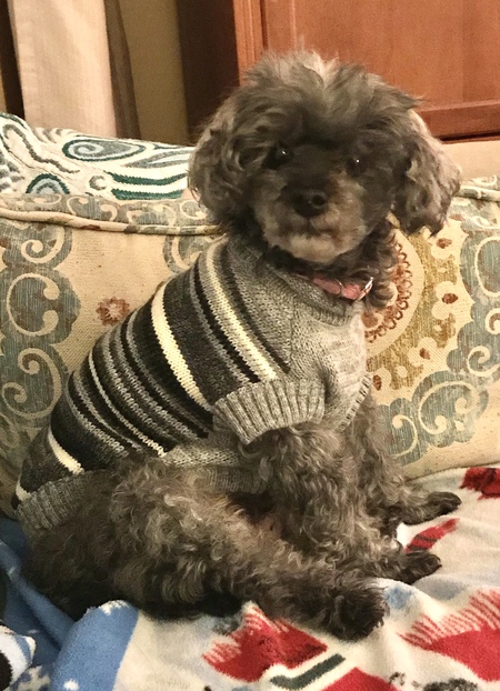 Entry image for Lucy. Clicking this image will show a larger photo