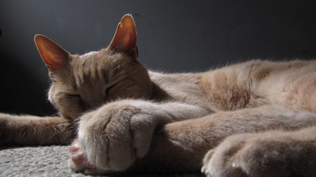 Entry image for Romeo. Clicking this image will show a larger photo