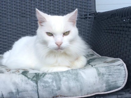 Entry image for Misty. Clicking this image will show a larger photo