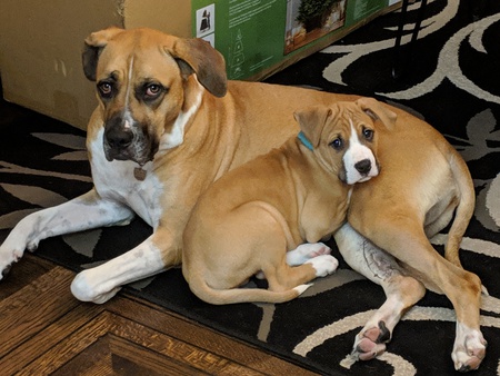 Entry image for Chester & Sadie. Clicking this image will show a larger photo