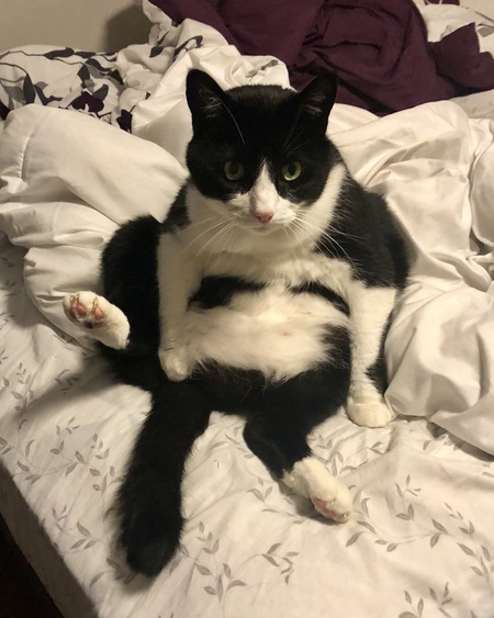 Entry image for Milo. Clicking this image will show a larger photo