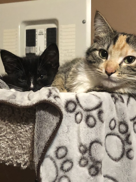 Entry image for Tiger Lily & Yoda. Clicking this image will show a larger photo