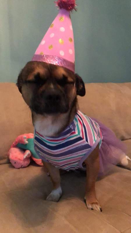 Entry image for Chloe. Clicking this image will show a larger photo