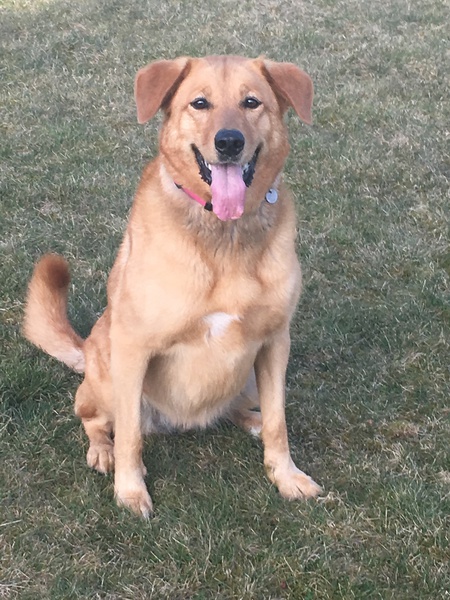 Entry image for Lola. Clicking this image will show a larger photo